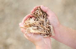 Wood Chip