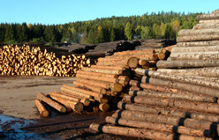 Sawmills and forestry