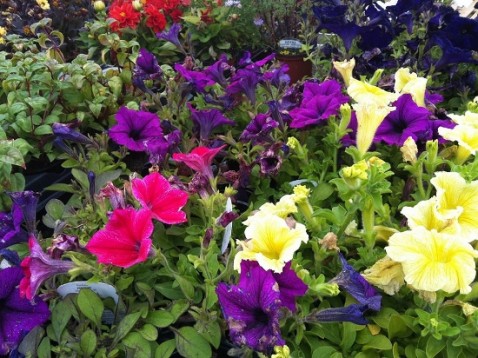 BEDDING PLANTS AVAILABLE