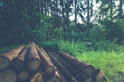 forest-logs-nature